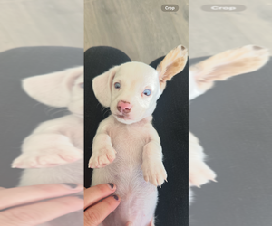 Dachshund Puppy for sale in SAN DIEGO, CA, USA