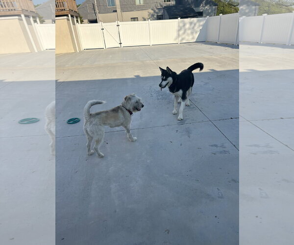 Medium Photo #3 Alaskan Malamute-Unknown Mix Puppy For Sale in Lancaster, PA, USA