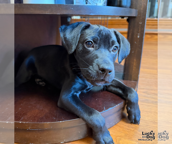 Medium Photo #8 Labrador Retriever-Unknown Mix Puppy For Sale in Washington, DC, USA