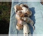 Small Photo #6 Brittany Puppy For Sale in CULPEPER, VA, USA