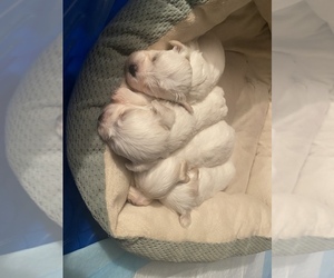 Havachin-Unknown Mix Puppy for sale in ANN ARBOR, MI, USA