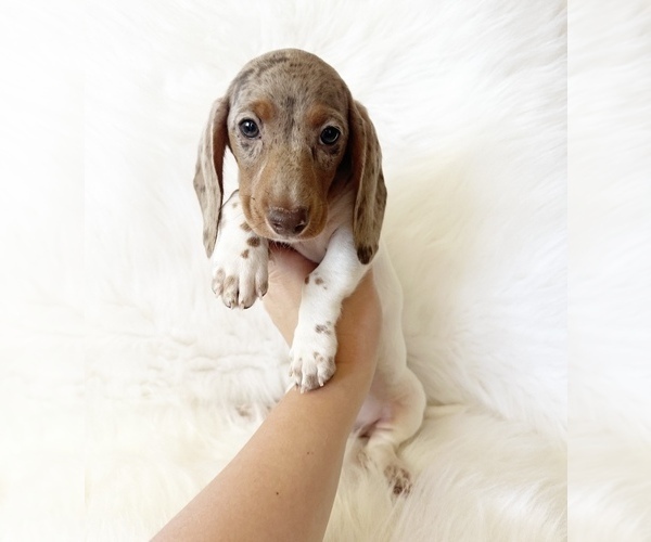 Medium Photo #6 Dachshund Puppy For Sale in DAVIS, CA, USA