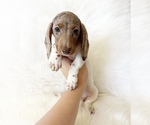Small #5 Dachshund