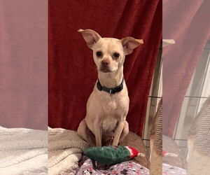 Boston Huahua Dogs for adoption in Pottstown, PA, USA