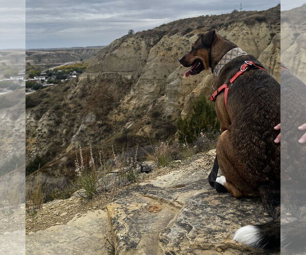 Medium Photo #32 American Pit Bull Terrier-Unknown Mix Puppy For Sale in Fargo, ND, USA