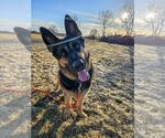 Small #32 German Shepherd Dog