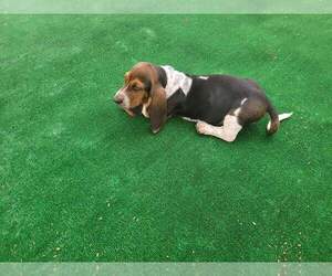 Basset Hound Puppy for sale in SIERRA VISTA, AZ, USA