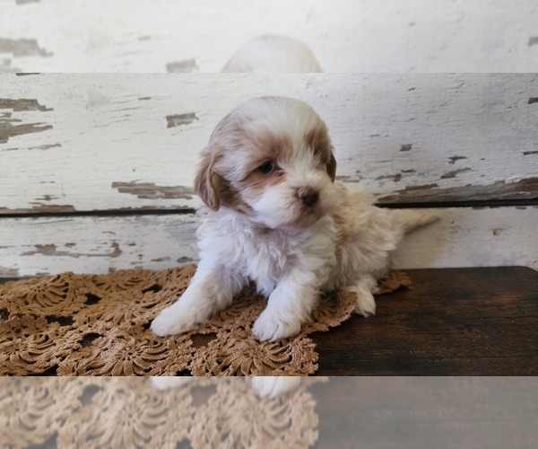 Medium Photo #3 Mal-Shi-Poodle (Miniature) Mix Puppy For Sale in GREENWOOD, WI, USA