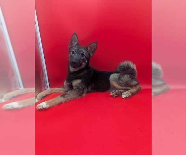 Medium Photo #2 Norwegian Elkhound Puppy For Sale in GOSHEN, IN, USA