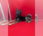 Small #1 Norwegian Elkhound