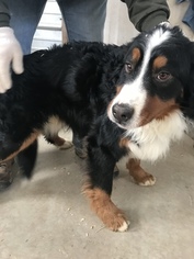 Father of the Bernese Mountain Dog puppies born on 12/07/2018