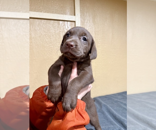 Medium Photo #3 Labrador Retriever Puppy For Sale in FREDERICKSBURG, TX, USA