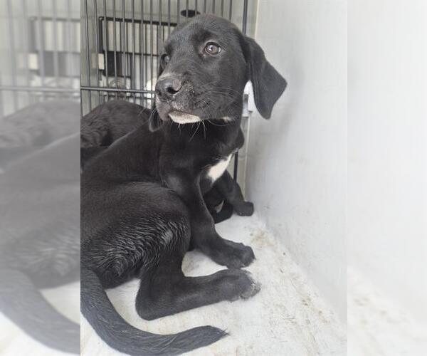 Medium Photo #1 Labrador Retriever Puppy For Sale in Houston, TX, USA