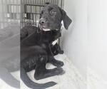 Small Labrador Retriever