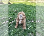 Small Photo #7 Cockapoo Puppy For Sale in BOWLING GREEN, KY, USA