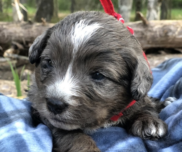 Full screen Photo #18 Poodle (Toy)-Texas Heeler Mix Puppy For Sale in MARQUAND, MO, USA