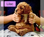 Puppy Lilac Goldendoodle