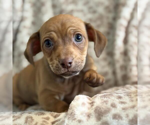 Medium Photo #5 Chiweenie Puppy For Sale in San Diego, CA, USA