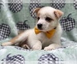 Small Photo #9 Texas Heeler Puppy For Sale in LAKELAND, FL, USA