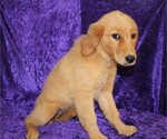 Small Photo #5 Golden Retriever Puppy For Sale in BLOOMINGTON, IN, USA