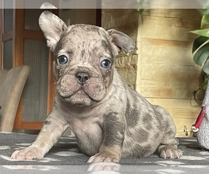 French Bulldog Puppy for sale in BOSTON, MA, USA