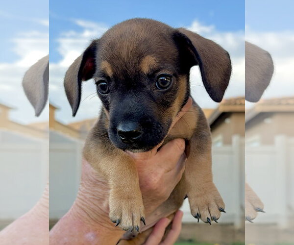 Medium Photo #3 French Bull Weiner Puppy For Sale in Corona, CA, USA