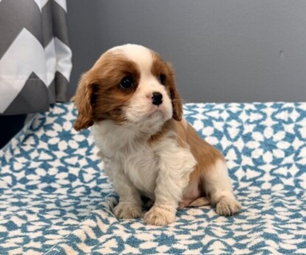 Medium Photo #2 Cavalier King Charles Spaniel Puppy For Sale in THORP, WI, USA