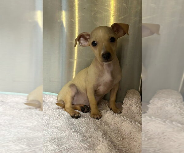 Medium Photo #3 Chihuahua-Unknown Mix Puppy For Sale in Oak Bluffs, MA, USA