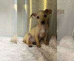 Small #2 Chihuahua Mix