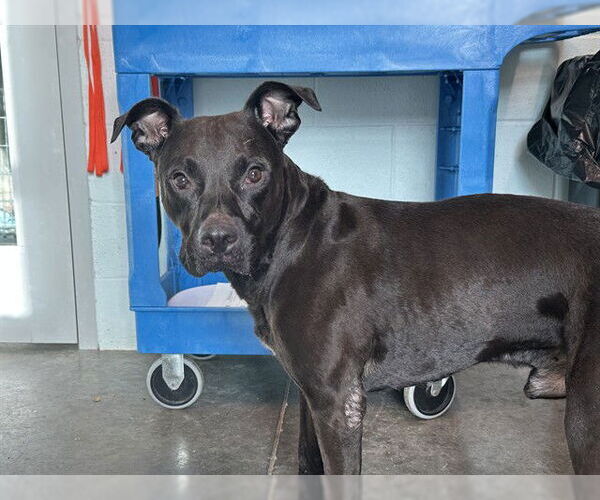 Medium Photo #1 Labrador Retriever-Unknown Mix Puppy For Sale in Tavares, FL, USA