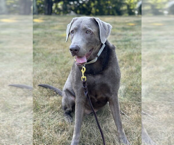 Medium Photo #1 Great Dane-Labrador Retriever Mix Puppy For Sale in Brewster, NY, USA