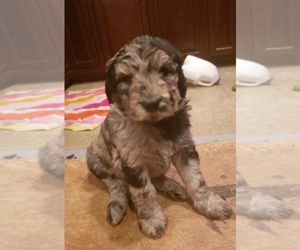 Medium Photo #6 Labradoodle Puppy For Sale in JEFFERSONTOWN, KY, USA