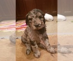 Small Photo #6 Labradoodle Puppy For Sale in JEFFERSONTOWN, KY, USA