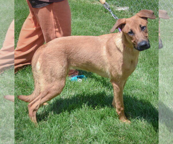 Medium Photo #2 Shepradors Puppy For Sale in Huntley, IL, USA