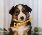 Small Miniature Australian Shepherd