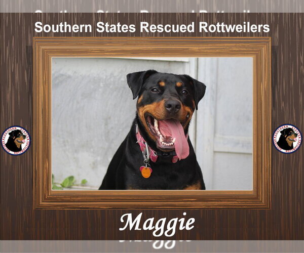 Medium Photo #11 Rotterman Puppy For Sale in White Hall, AR, USA