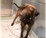 WILLIAM - Male Great Dane-Labrador Retriever Mix Dog for Adoption - Small photo