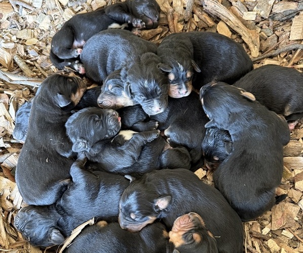 Medium Photo #1 Bernese Mountain Dog-Unknown Mix Puppy For Sale in KIRKSVILLE, MO, USA