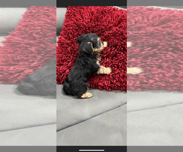 Medium Photo #9 Yorkshire Terrier Puppy For Sale in TAMPA, FL, USA