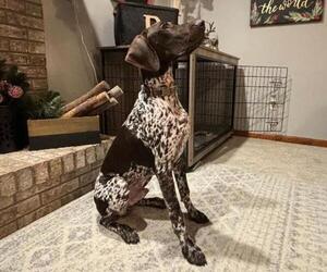 German Shorthaired Pointer Puppy for sale in PLYMOUTH, IN, USA