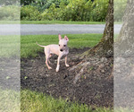 Small #4 Miniature American Hairless Terrier