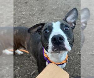American Pit Bull Terrier Dogs for adoption in Denver, CO, USA