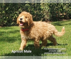 Goldendoodle Puppy for sale in BREA, CA, USA