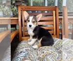 Beckham - Male Pembroke Welsh Corgi Puppy for Sale - Photo #6