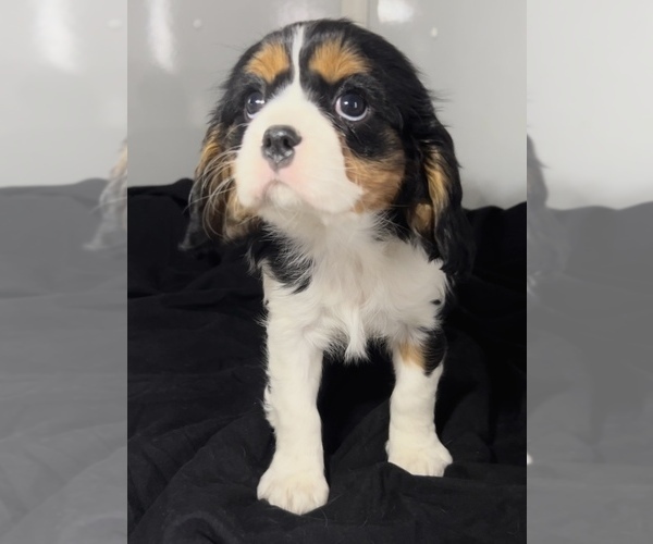 Medium Photo #3 Cavalier King Charles Spaniel Puppy For Sale in EDWARDSBURG, MI, USA