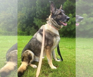 German Shepherd Dog Dogs for adoption in Centreville, VA, USA