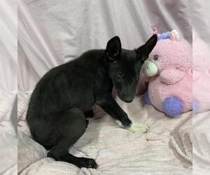 German Shepherd Dog-Unknown Mix Dogs for adoption in Modesto, CA, USA