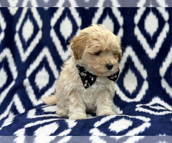 Medium Photo #6 Poovanese Puppy For Sale in LAKELAND, FL, USA