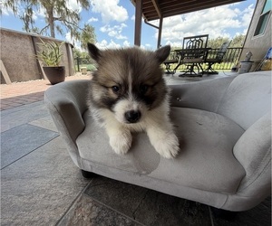 Pomsky Puppy for sale in WEBSTER, FL, USA
