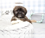 Small Photo #8 Shih Tzu Puppy For Sale in MARIETTA, GA, USA